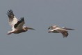/album/photogallery/pink-backed-pelicans-tanji-reserve-gambia-jpg/